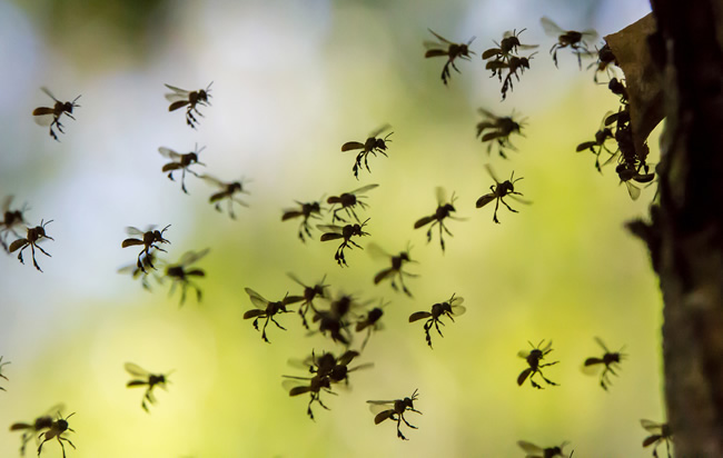 The Hornets Nest - Google Algorithm Updates In The Fall of 2017