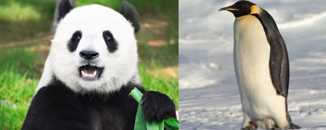 Panda or Penguin Update